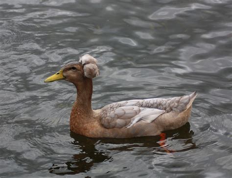 Afro Duck By Caroline Milallos Wildlife Jones Boatyard