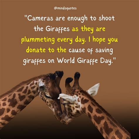 100 World Giraffe Day Quotes Wishes And Messages June 21