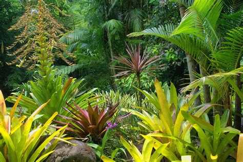 Tropical Garden Styles Diacos Garden Nursery
