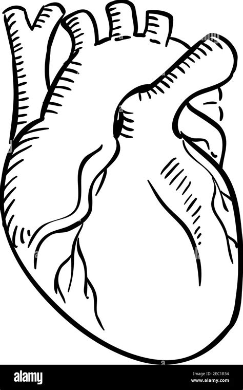 Human Heart Outline Sketch Isolated Anatomical Detailed Organ Of Human