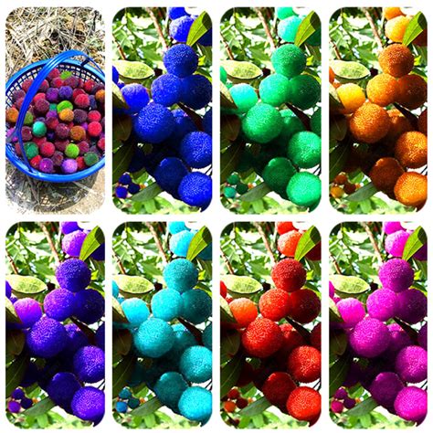 Like its arboreal cousin, blueberries are great for jams and preserves and also. 20-Pcs-Pack-Myrica-Rubra-Seeds-Chinese-red-Bayberry-Seeds ...