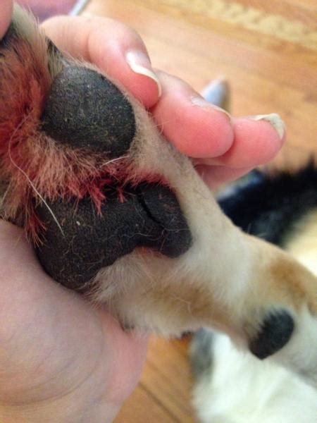 Fortunately, injury to cats paw pads is not highly a common occurrence since most cats are kept indoors and not exposed to extreme elements or rough surfaces. Cut open paw pad