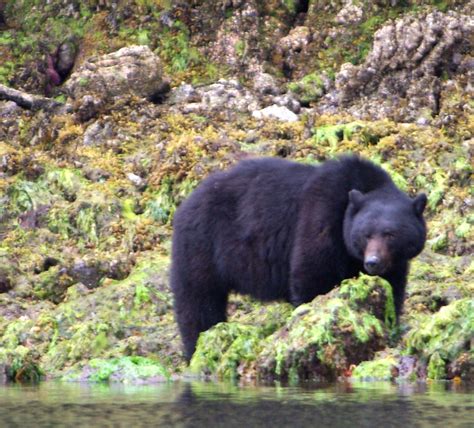 Haida Gwaii And Coastal Bc Black Bear General Message Board