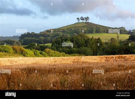 Colmers Hill And A Wheat Field In The Foreground In Symondsbury
