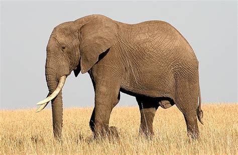Afrikanischer Elefant Loxodonta Africana
