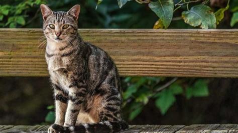 12 Most Popular Cat Breeds For Cat Lovers Page 4 Entirely Health