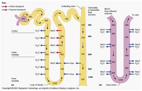 Kidney Physiology And Anatomy Physiology And Urine Formation Kidney