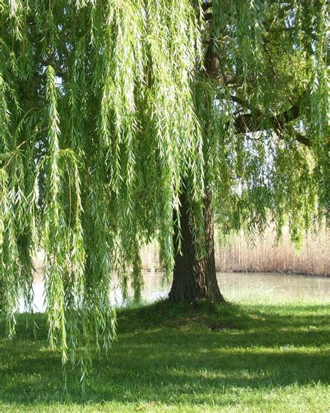 Weeping willow, a 1918 painting by claude monet. Willow Tree Wallpaper - WallpaperSafari