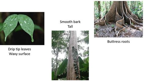 Living World 6 Rainforest Interdependence And Adaptations Clf Online