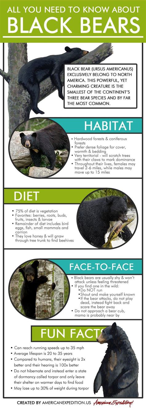 All You Need To Know About Black Bears American Expedition Rustic Lifestyle Blog Bear