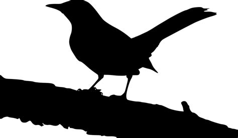 Vogel Silhouette Tier Kostenlose Vektorgrafik Auf Pixabay Pixabay