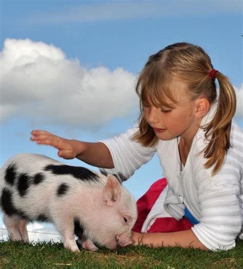 Pennywell Farm And Wildlife Centre Miniature Pigs Cuddly Animals