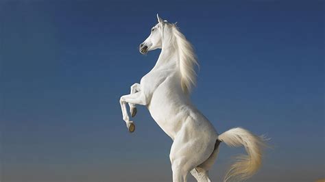white horse  standing  hind legs  blue sky background hd horse wallpapers hd