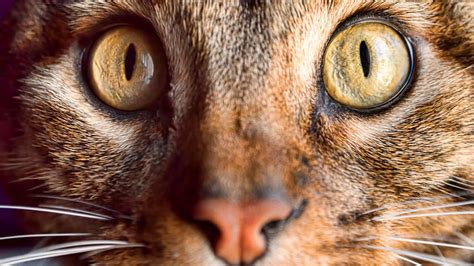 ¿cómo Ven Los Gatos ¡descubre Cómo Es La Visión Felina