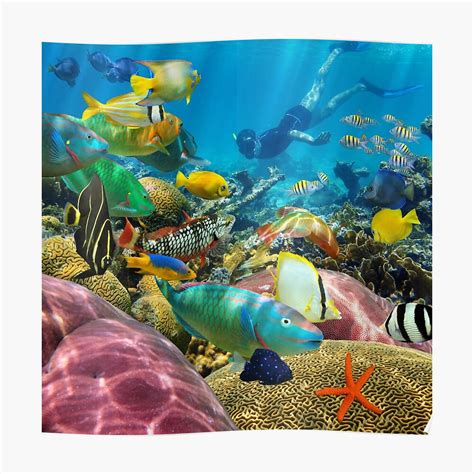 Man Underwater Coral Reef And Tropical Fish Poster By Seaphotoart