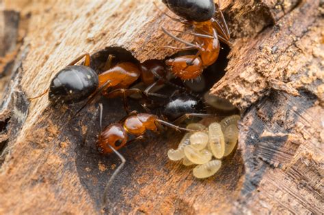 Dua semut yang berbaris hurah hurah satu semut yang berbaris hurah hurah. Bagaimana Dua Menjadi Satu: Asal Mula Simbiosis Misterius ...