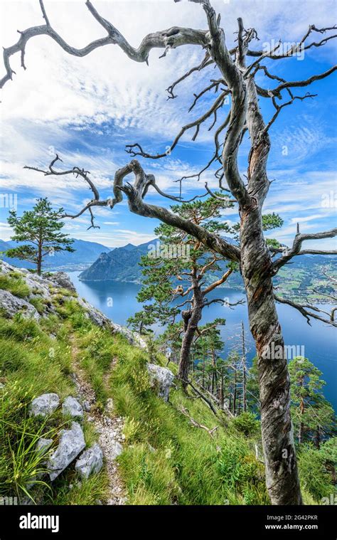 Pine Trees And Dead Tree On The Traunstein And View Of The Traunsee In