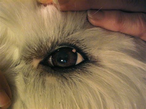 Eyelid Cyst My 10mo Old Siberian Husky Developed A Cyst On The Lower