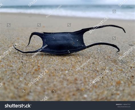 Shark Egg Case Images Stock Photos Vectors Shutterstock