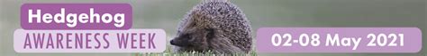 Hedgehog Awareness Week 2nd 8th May 2021 The British Hedgehog