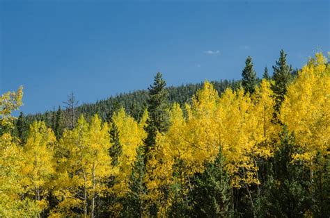 Aspen And Pine Trees In Colorado Stock Photo Image Of Forest Foliage