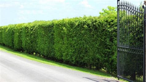 Fastest Growing Evergreen Shrubs For Privacy Best Home Gear