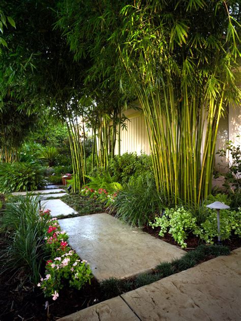 Bamboos are available from garden centres and nurseries, as well as specialist nurseries. 56 ideas for bamboo in the garden - out of sight or ...