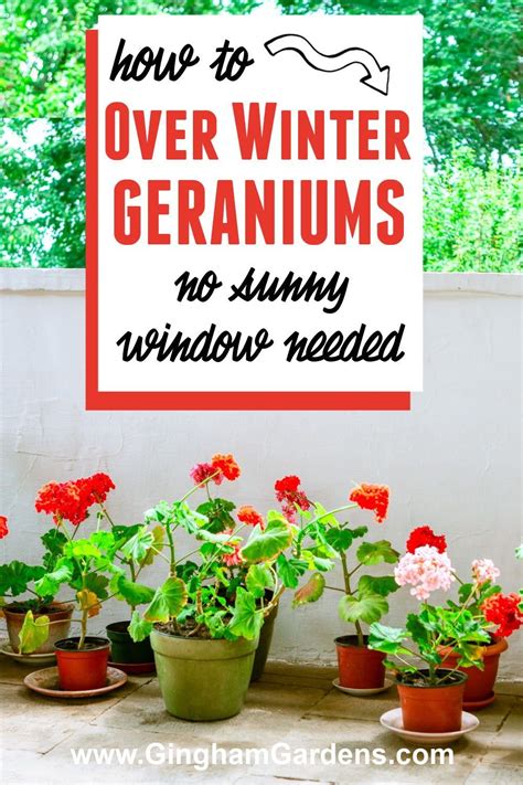 How To Keep Geraniums Over The Winter Gingham Gardens In 2022