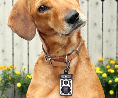 Dog Collar Camera Australia Dog Supplies Online Tech Tails