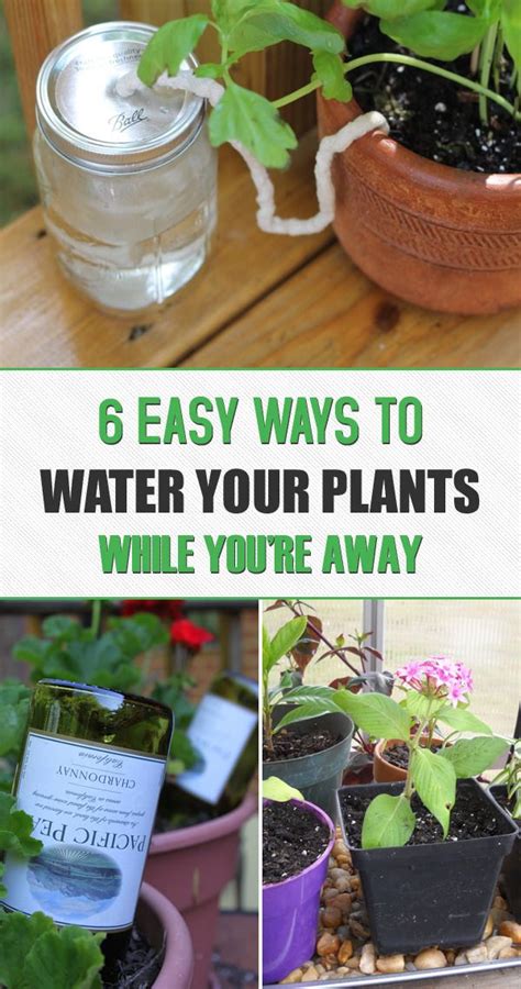 6 Easy Ways To Water Your Plants While You’re Away→ Plants Water Plants Outdoor Plants