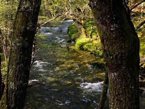 Imagen Gratis Madera Río Agua árbol Hoja Naturaleza Musgo