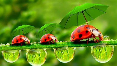 Dreamy Ladybird Lady Bug Umbrella Grass Drops Fondos De