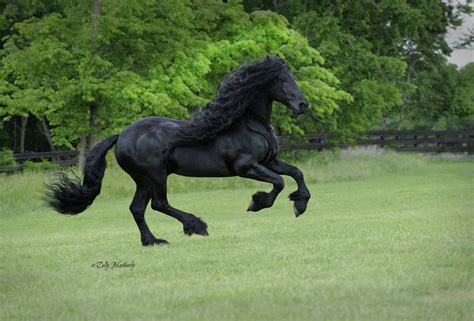Frederik The Great Is The Worlds Most Handsome Horse Try To