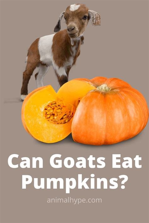 A Goat Standing Next To Pumpkins With The Words Can Goats Eat Pumpkins