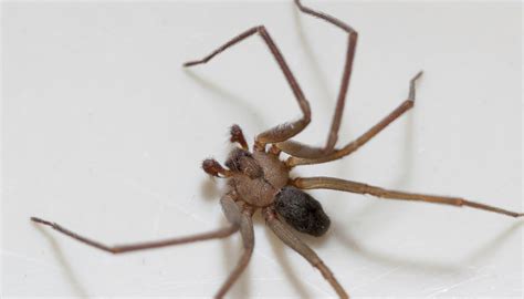 How To Get Rid Of Brown Recluse Spiders Sciencing