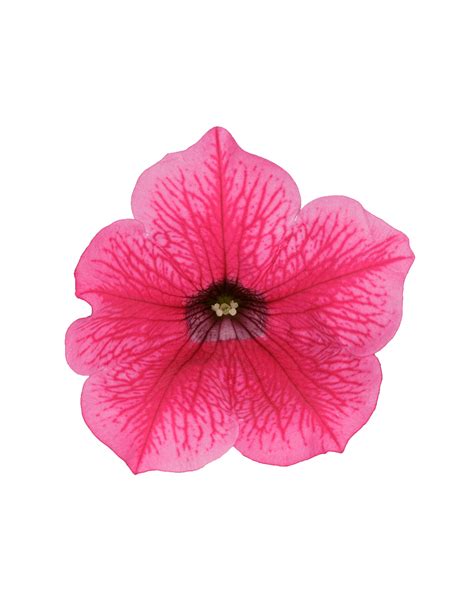 Surfinia® Hot Pink The No1 Petunia Brand Colors Your City