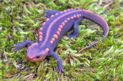 Salamander On Green Mos Wildlife Reptile Crocodile Salamander Spotted