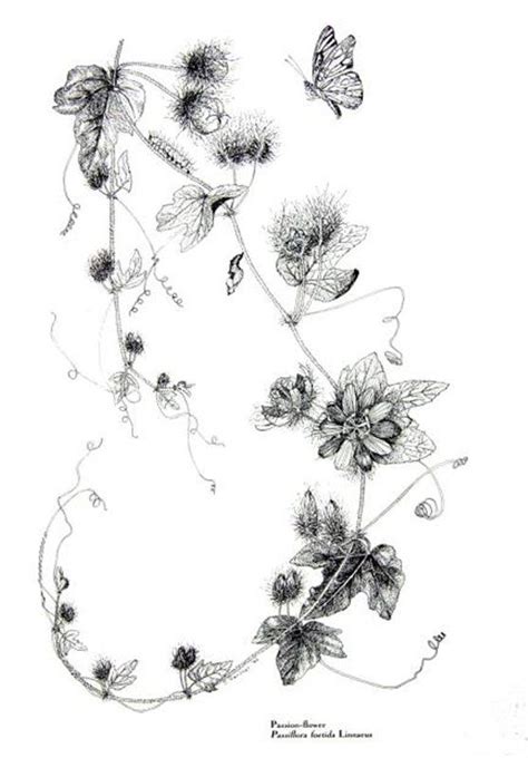 Passion Flower Vine Tattoos Botanical Illustration Screen Savers
