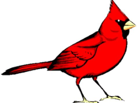 Pied Northern Cardinal Png Hd Isolated Png Mart
