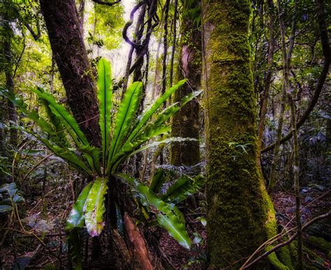 The Gondwana Rainforest Postcard From Lamington National Flickr
