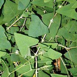 Woody vine shrub with triangular leaf and blue colored berry. Ferreting out Invasive Weeds - Dave's Garden