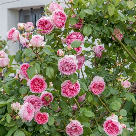 Jardin Lot De 2 Rosier Grimpant Pierre De Ronsard Meiviolin Roses