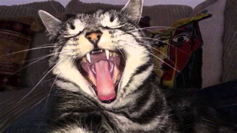 Slow Motion Cat Yawn Youtube