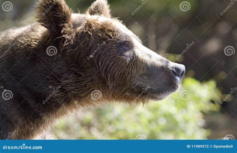 Portrait Of A Bear Stock Photo Image Of Hunter Travel 11989572