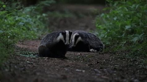Badgers Having A Good Scratch Youtube