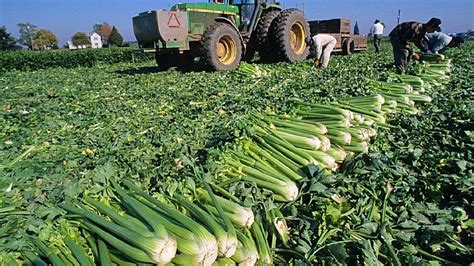 How To Harvest Celery Celery Harvesting Process Step By Step Celery