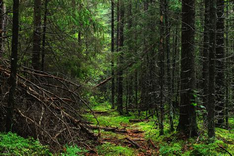 American Forests Will Accumulate Less Carbon Over the Next 25 Years ...