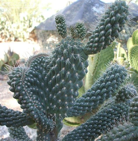Prickly pears are the delicious, brightly colored fruit of the nopales cactus. PlantFiles Pictures: Opuntia, Prickly Pear Cactus, Boxing ...