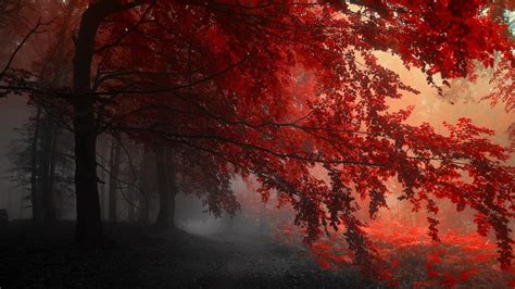 Fall Mist Red Nature Wallpapers Hd Desktop And Mobile