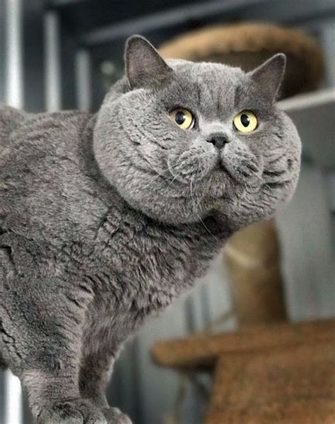 Why Are British Shorthair Cats So Expensive Poc